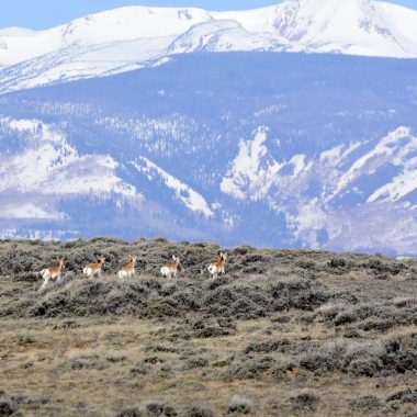 Winter Wildlife Watching in Steamboat Springs