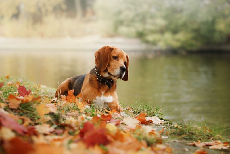 Pet- Friendly Things To Do In Steamboat Springs 2026