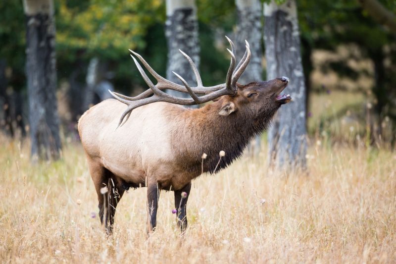 Elk Watching In Routt County During Fall Rut Season 2026